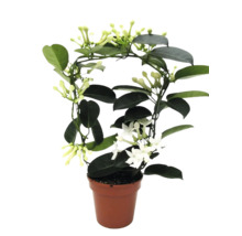 Stephanotis floribunda iasomie de Madagascar în ghiveci cu suport și flori albe.