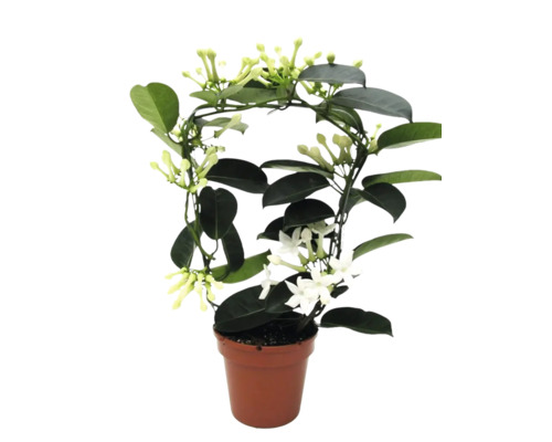 Stephanotis floribunda iasomie de Madagascar în ghiveci cu suport și flori albe.