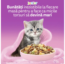 Pui de pisică tărcat gri cu ochi albaștri în spatele unui castron cu hrană uscată pentru juniori. Logo Junior.