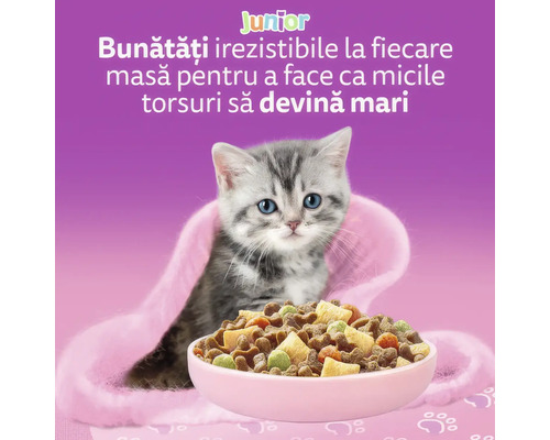 Pui de pisică tărcat gri cu ochi albaștri în spatele unui castron cu hrană uscată pentru juniori. Logo Junior.