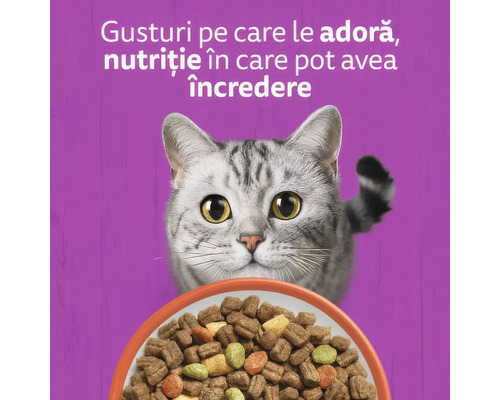 O pisică privește un bol cu hrană uscată pentru pisici. Text publicitar despre gusturi adorate și nutriție de încredere.