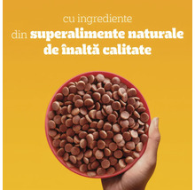 Bol cu hrană uscată pentru animale de companie din ingrediente naturale de înaltă calitate de tip superalimente.