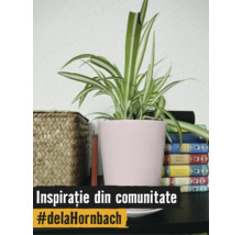 Plantă păianjen în ghiveci roz din ceramică lângă un coș împletit și un teanc de cărți. Text: Inspirație din comunitate #delaHornbach.