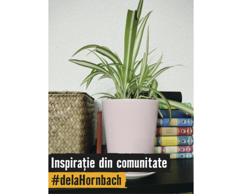 Plantă păianjen în ghiveci roz din ceramică lângă un coș împletit și un teanc de cărți. Text: Inspirație din comunitate #delaHornbach.