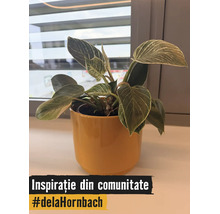 Plantă de apartament Philodendron Birkin cu frunze dungate într-un ghiveci din ceramică galbenă pe un pervaz.