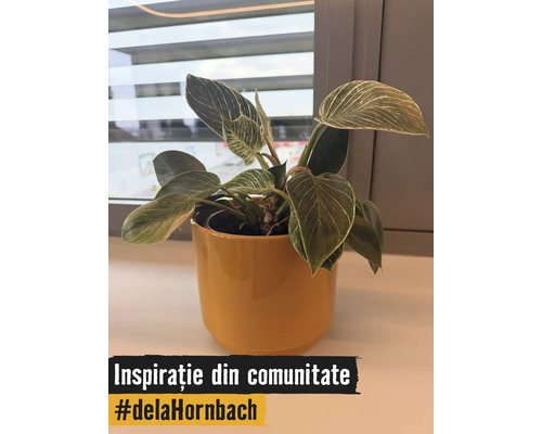 Plantă de apartament Philodendron Birkin cu frunze dungate într-un ghiveci din ceramică galbenă pe un pervaz.