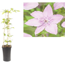 Clematis într-un ghiveci negru cu un suport din bambus și o imagine detaliată a florii mov.
