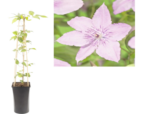 Clematis într-un ghiveci negru cu un suport din bambus și o imagine detaliată a florii mov.