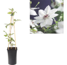 Clematis în ghiveci cu suport din lemn și detaliu cu o floare albă cu centru purpuriu.