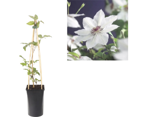 Clematis în ghiveci cu suport din lemn și detaliu cu o floare albă cu centru purpuriu.