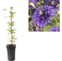 Plantă cățărătoare Clematis în ghiveci negru cu suport din lemn și o imagine detaliată cu floarea sa violetă bătută.