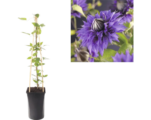 Plantă cățărătoare Clematis în ghiveci negru cu suport din lemn și o imagine detaliată cu floarea sa violetă bătută.