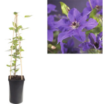 Clematită în ghiveci cu suport de bambus și prim-plan cu flori violete.