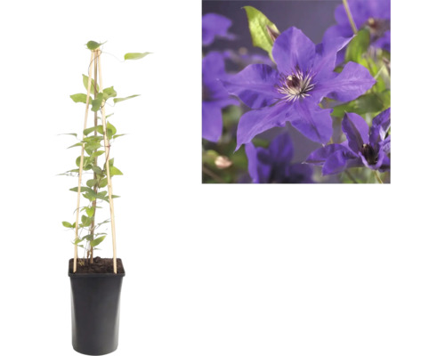 Clematită în ghiveci cu suport de bambus și prim-plan cu flori violete.