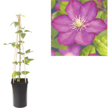 Clematis în ghiveci negru cu suport din lemn și o prim-plan cu o floare mov.