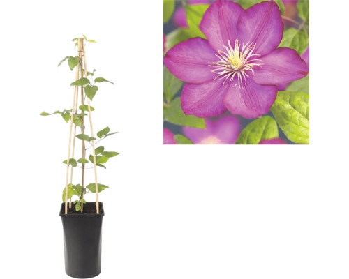 Clematis în ghiveci negru cu suport din lemn și o prim-plan cu o floare mov.