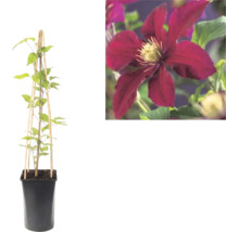 Clematis în ghiveci cu suport din lemn și o imagine de aproape a unei flori roșu închis.