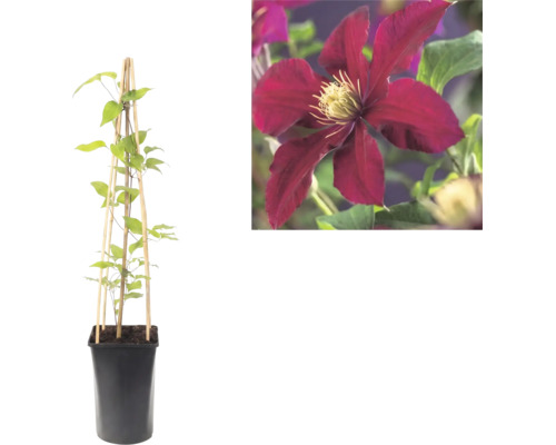 Clematis în ghiveci cu suport din lemn și o imagine de aproape a unei flori roșu închis.