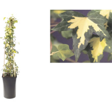 Iederă pestriță, Hedera helix, pe un suport de bambus în ghiveci cu o vedere detaliată a frunzelor bicolore.