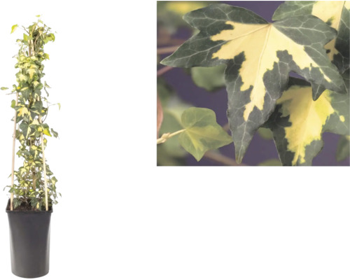 Iederă pestriță, Hedera helix, pe un suport de bambus în ghiveci cu o vedere detaliată a frunzelor bicolore.