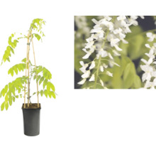 Glicină albă în ghiveci de plastic negru cu tije de bambus pentru susținere și vedere detaliată a florilor.
