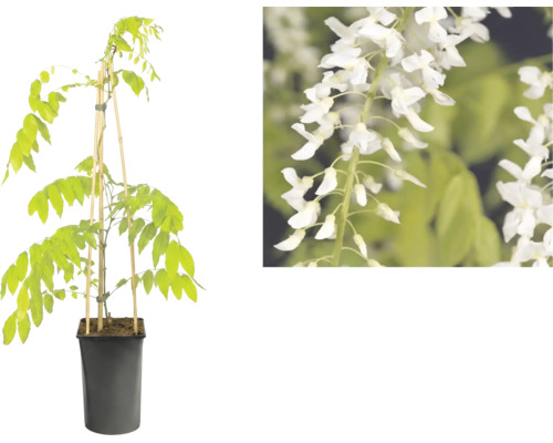 Glicină albă în ghiveci de plastic negru cu tije de bambus pentru susținere și vedere detaliată a florilor.