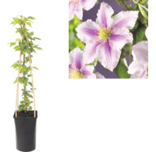 Clematis în ghiveci cu suport de bambus și detaliu al florilor în dungi roz-alb.