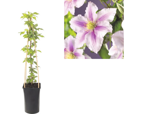 Clematis în ghiveci cu suport de bambus și detaliu al florilor în dungi roz-alb.