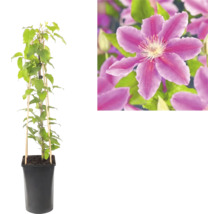 Clematis în ghiveci negru cu suport de bambus și detaliu al unei flori violet.