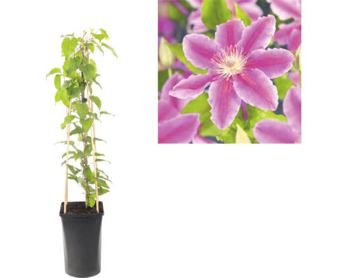 Clematis în ghiveci negru cu suport de bambus și detaliu al unei flori violet.