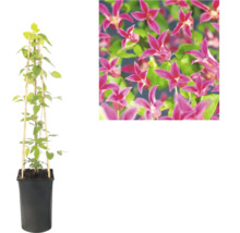 Clematis în ghiveci negru cu suport de bambus și vedere detaliată a florilor roz.