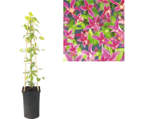 Clematis în ghiveci negru cu suport de bambus și vedere detaliată a florilor roz.