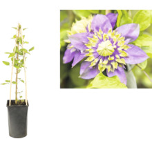 Plantă cățărătoare Clematis în ghiveci negru cu spalier de bambus și detaliu cu o floare mov cu mijloc galben-verzui.