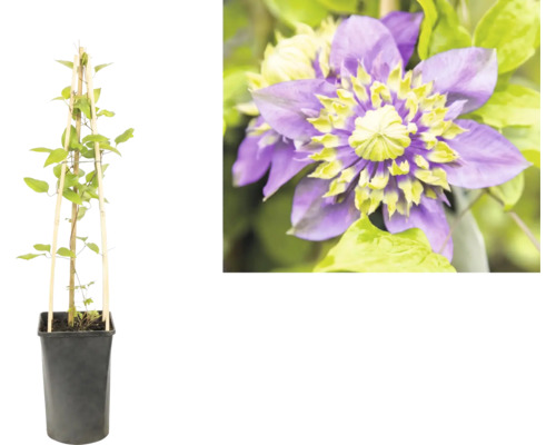 Plantă cățărătoare Clematis în ghiveci negru cu spalier de bambus și detaliu cu o floare mov cu mijloc galben-verzui.