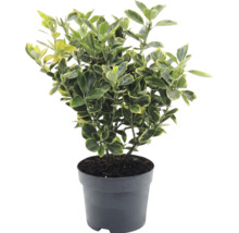 Salbă japoneză Euonymus japonicus în ghiveci de plastic cu frunze variegate galben-verde.