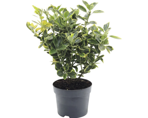 Salbă japoneză Euonymus japonicus în ghiveci de plastic cu frunze variegate galben-verde.