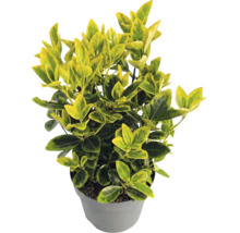 Euonymus fortunei Emerald n Gold în ghiveci de plastic gri cu frunze galben-verzi.