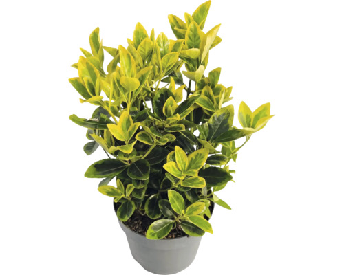 Euonymus fortunei Emerald n Gold în ghiveci de plastic gri cu frunze galben-verzi.