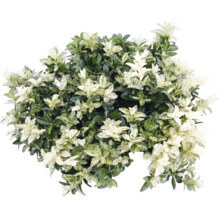Salbă japoneză Euonymus japonicus cu frunze variegate.