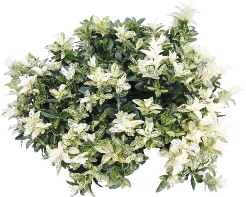 Salbă japoneză Euonymus japonicus cu frunze variegate.