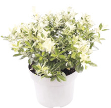 Pittosporum tenuifolium cu frunze variegate cu alb și verde într-un ghiveci alb.