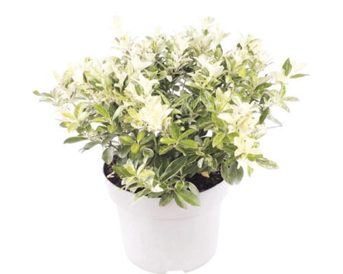 Pittosporum tenuifolium cu frunze variegate cu alb și verde într-un ghiveci alb.