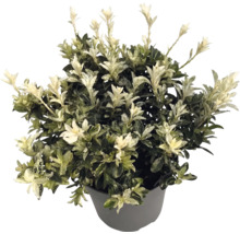 Salbă japoneză Euonymus japonicus în ghiveci gri cu frunze verzi și lăstari tineri albi.