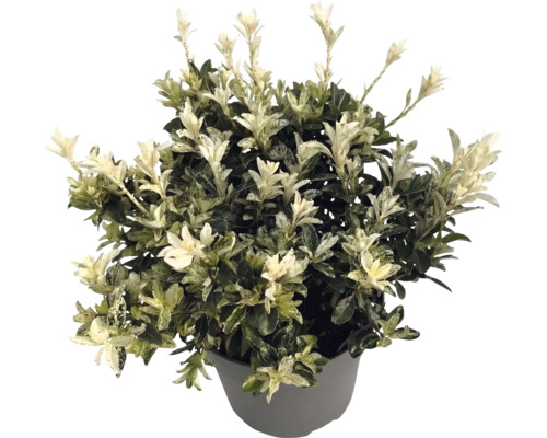 Salbă japoneză Euonymus japonicus în ghiveci gri cu frunze verzi și lăstari tineri albi.