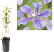 Plantă cățărătoare Clematis în ghiveci cu suport din bambus și o imagine de aproape cu floarea violetă.