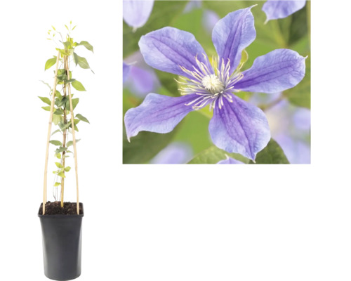 Plantă cățărătoare Clematis în ghiveci cu suport din bambus și o imagine de aproape cu floarea violetă.
