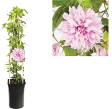 Clematis cu flori roz bătute în ghiveci negru cu suport din lemn și vedere detaliată a florii.