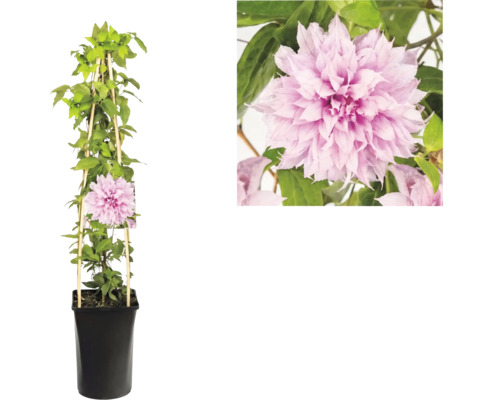 Clematis cu flori roz bătute în ghiveci negru cu suport din lemn și vedere detaliată a florii.