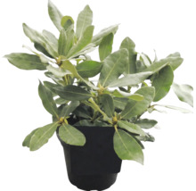 Plantă de rododendron într-un ghiveci de plastic negru, cu frunze verzi și muguri.