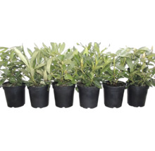 Șase plante tinere de rododendron în ghivece din plastic negru, așezate în rând.